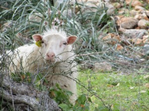 IMG_4590 (Medium)